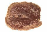 Petrified Horsetail (Calamites?) From Madagascar - Rare! #229432-1